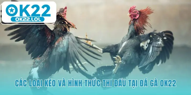 Tìm hiểu các kèo Meron Wala BDD và đá gà cựa sắt cựa dao