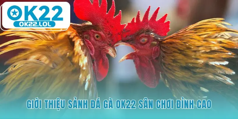 Giới thiệu sảnh đá gà OK22 với video full HD và kèo hấp dẫn